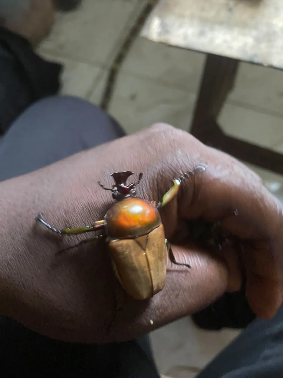 普羅伊斯絨花金龜成蟲標本照片