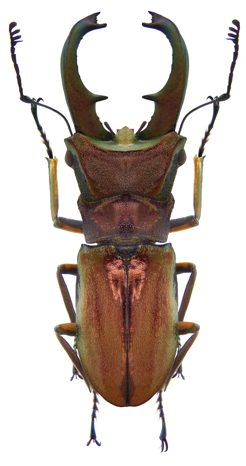 Cyclommatus cupreonitens 雄蟲標本背面照。
