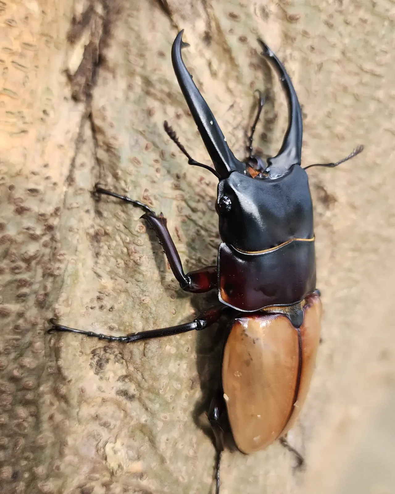 Prosopocoilus lafertei