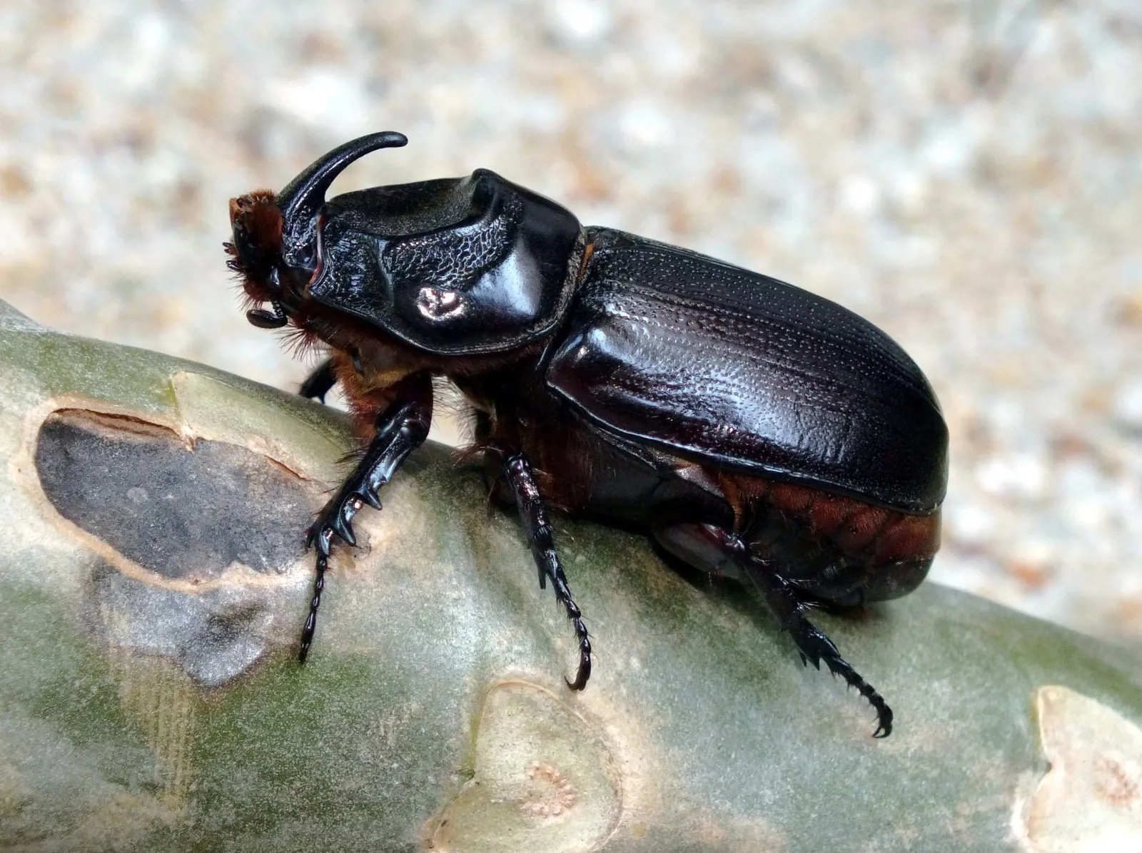 泰國春武里府芭達雅拍攝的椰子犀角金龜雄蟲（Oryctes rhinoceros），停在枝幹上，側面可見頭角、前胸、鞘翅與足部。