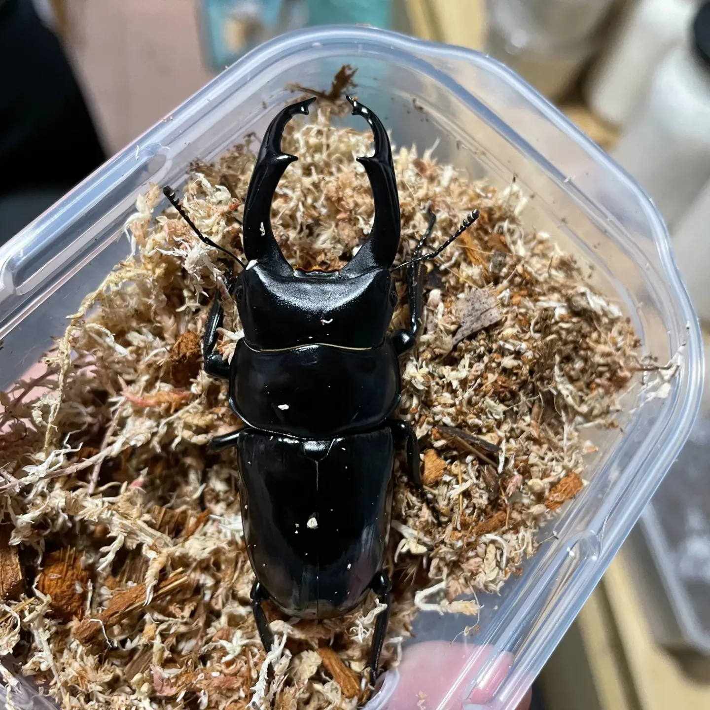 尼泊爾小鍬形蟲