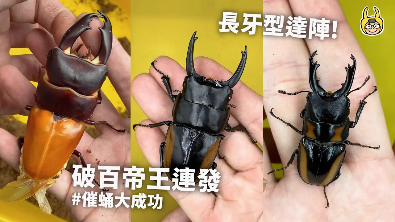 長頸鹿鋸鍬形蟲凱斯克亞種