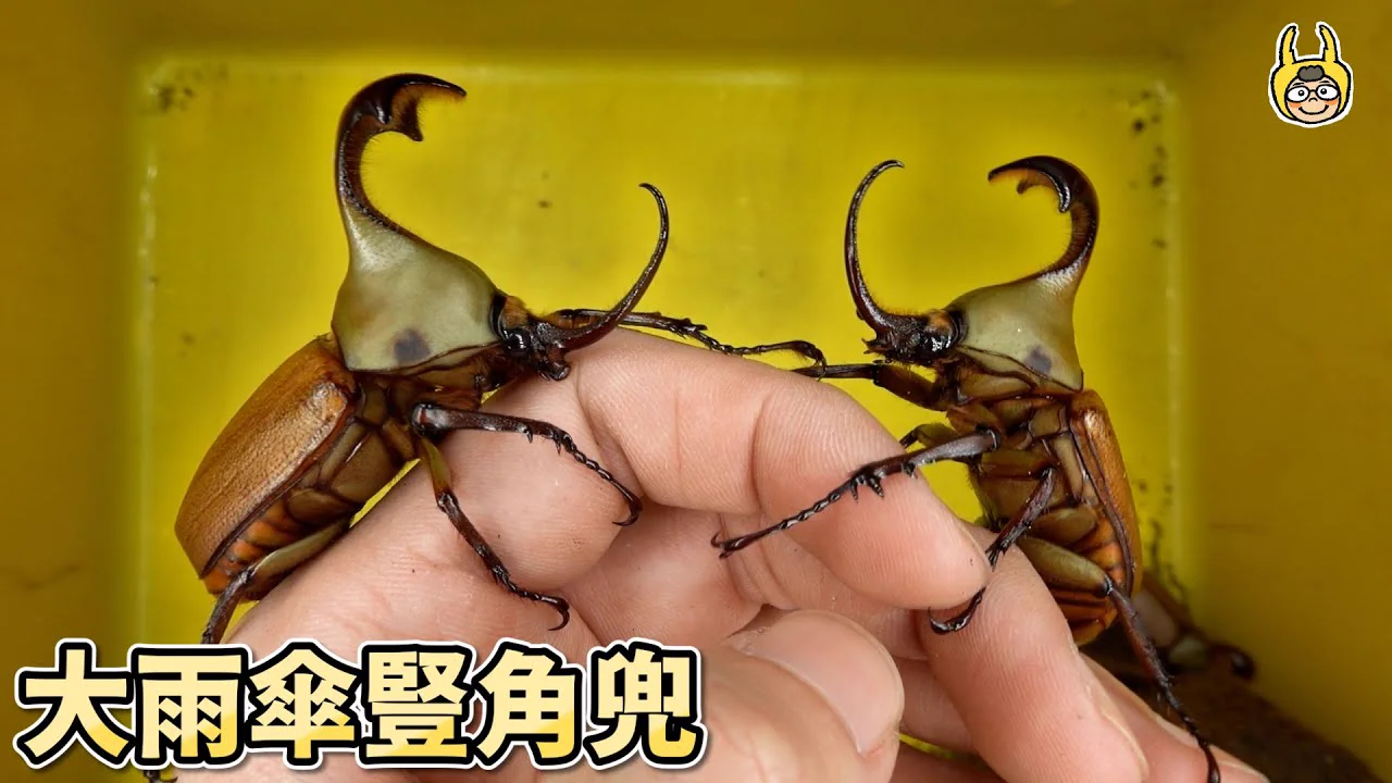 波特氏豎角兜／長臂豎角兜