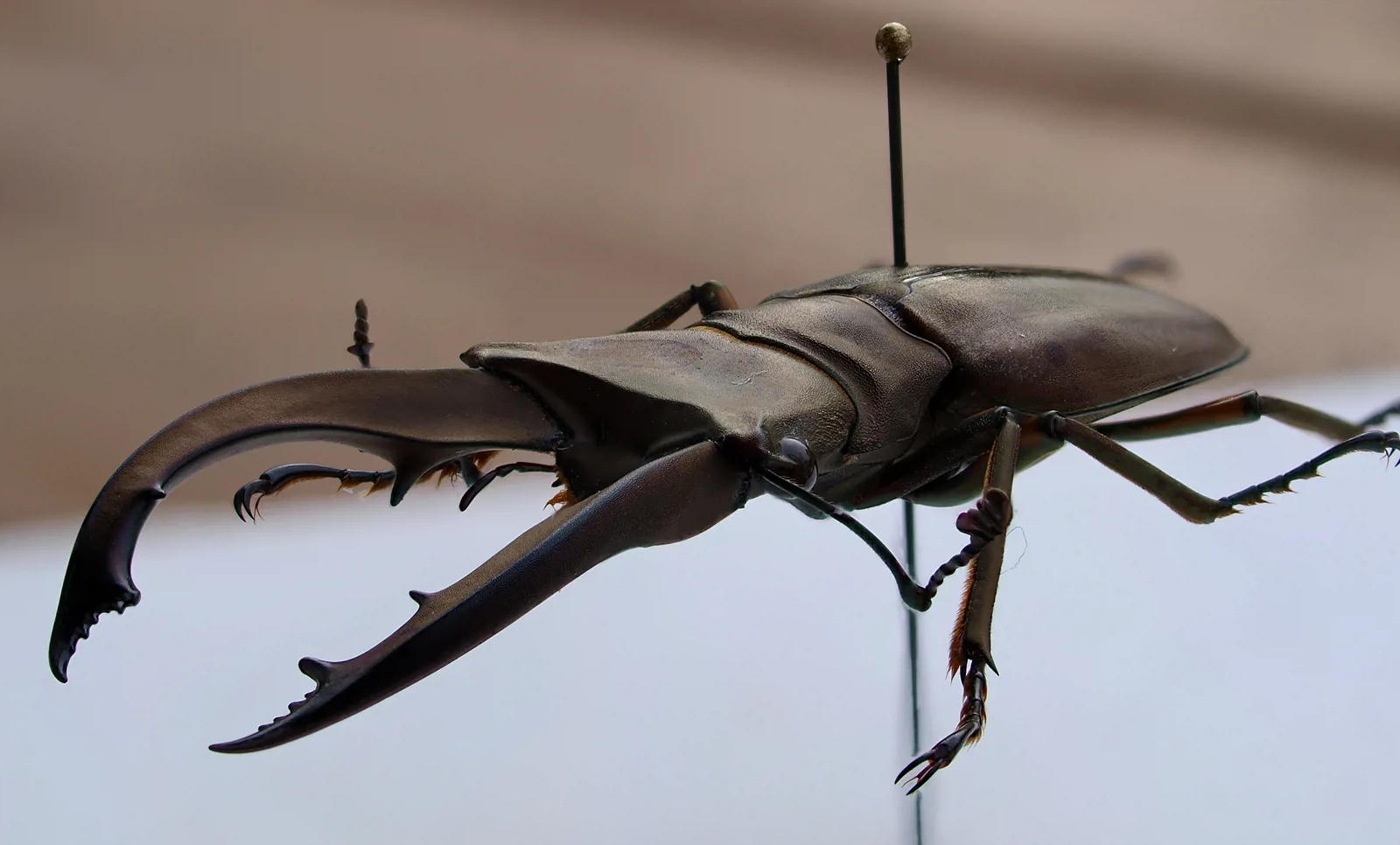 Cyclommatus eximius 雄蟲標本斜側面。