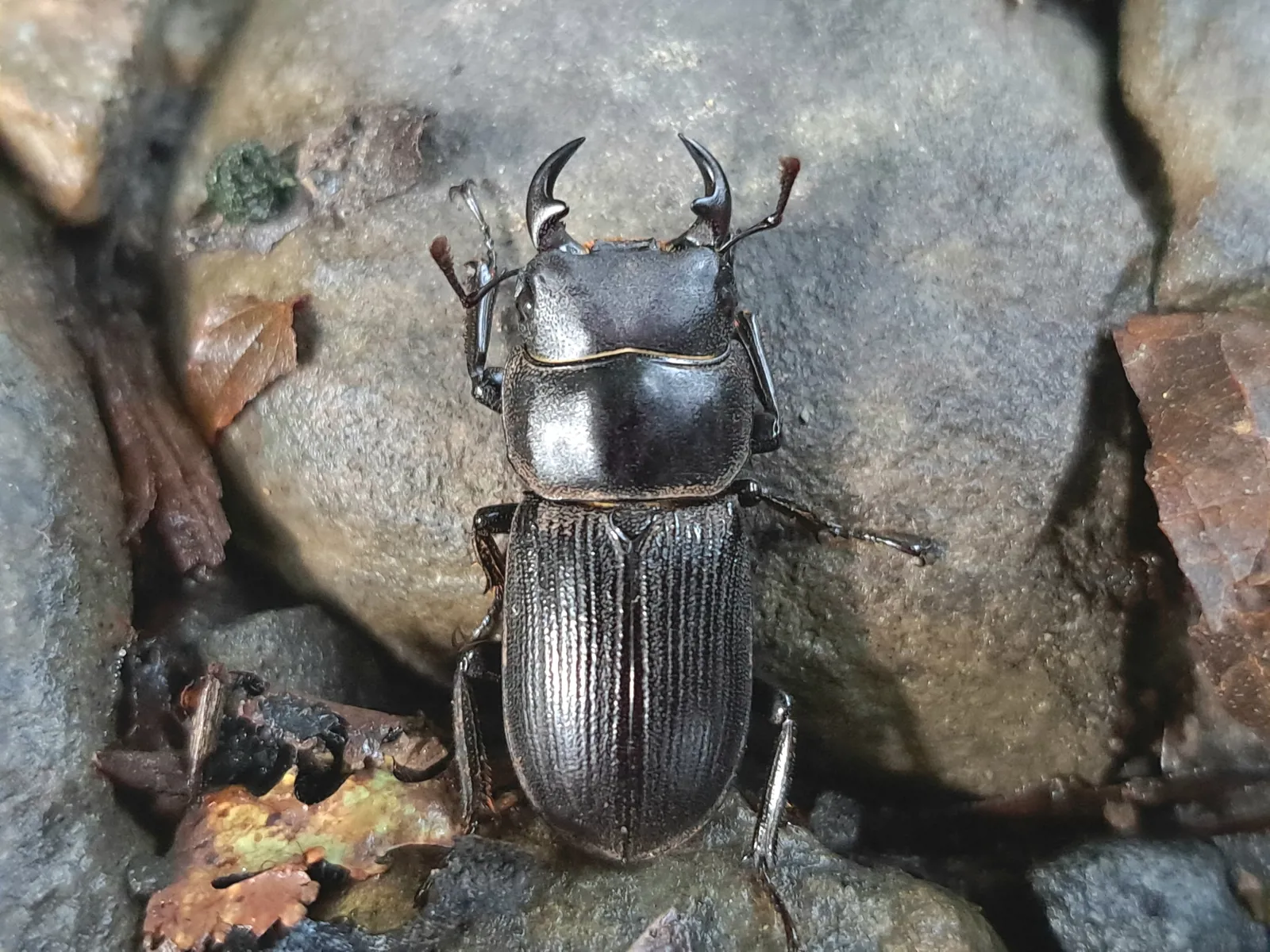 野外觀察到的 Dorcus hirticornis clypeatus 雄蟲。