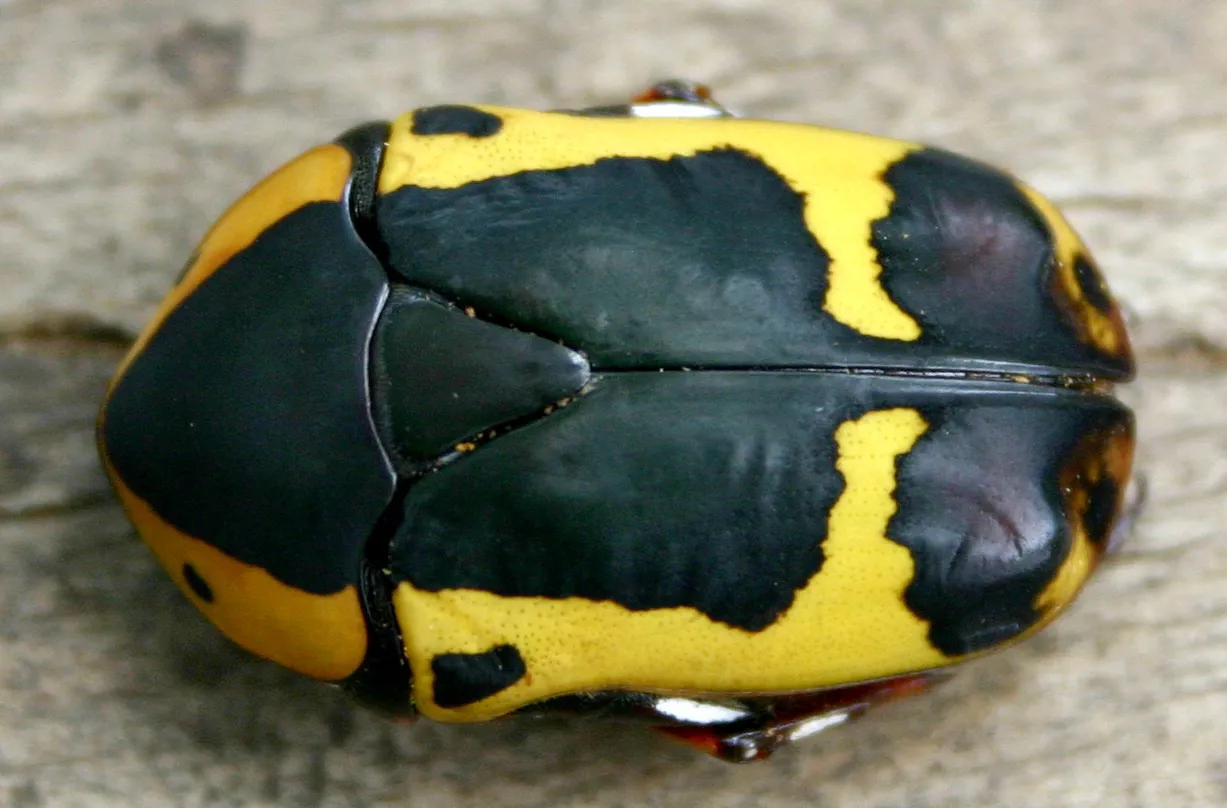 Pachnoda sinuata 成蟲背面，黑色體表具有黃色邊緣與斑帶。