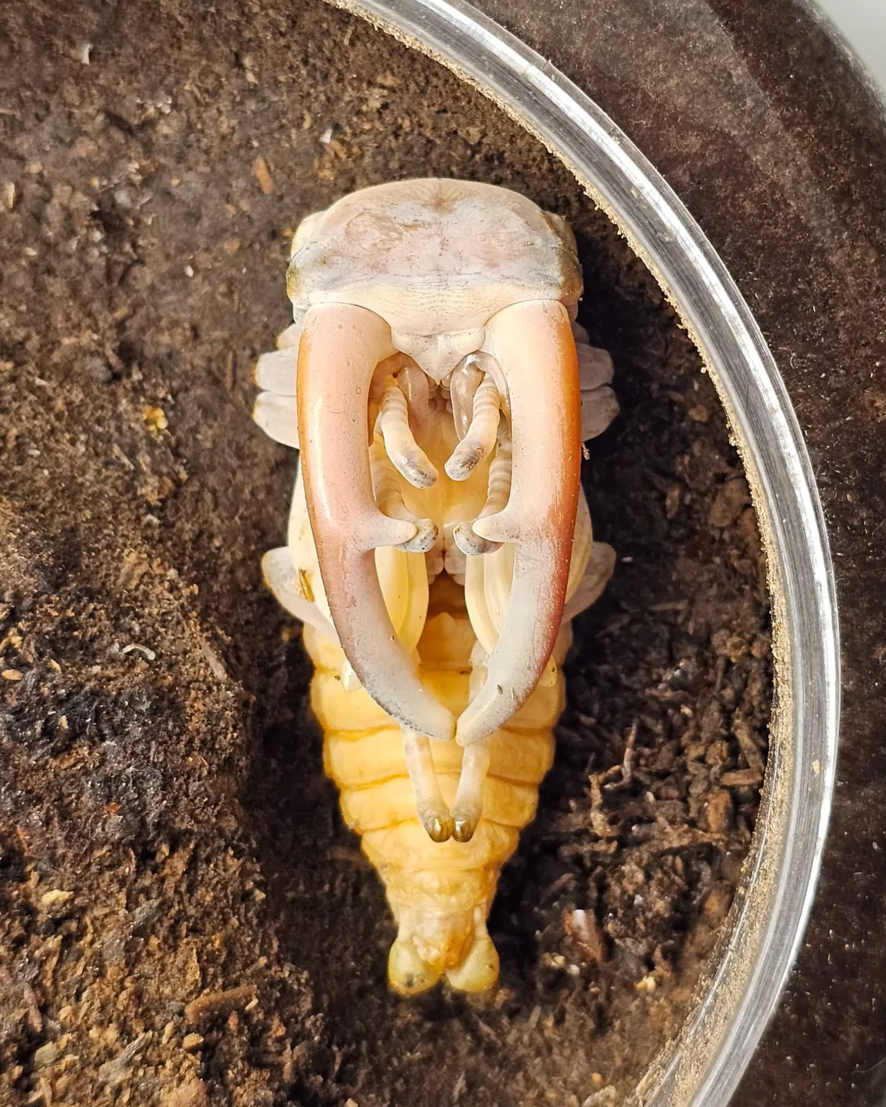 Hexarthrius mandibularis，蛹體正面。