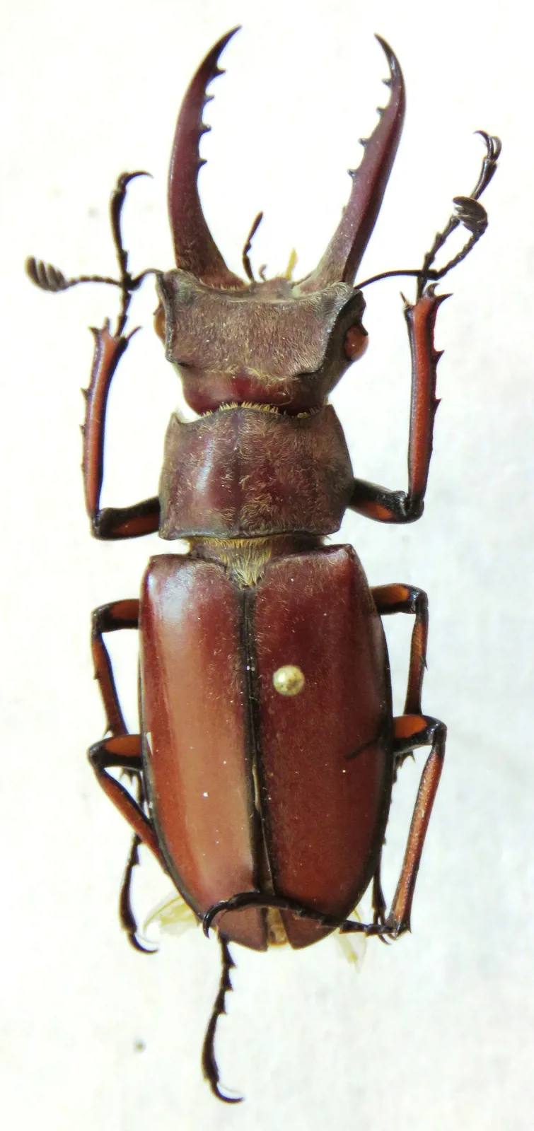 Lucanus luci 雄蟲標本照。