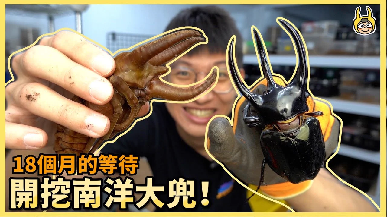 南洋大兜蟲