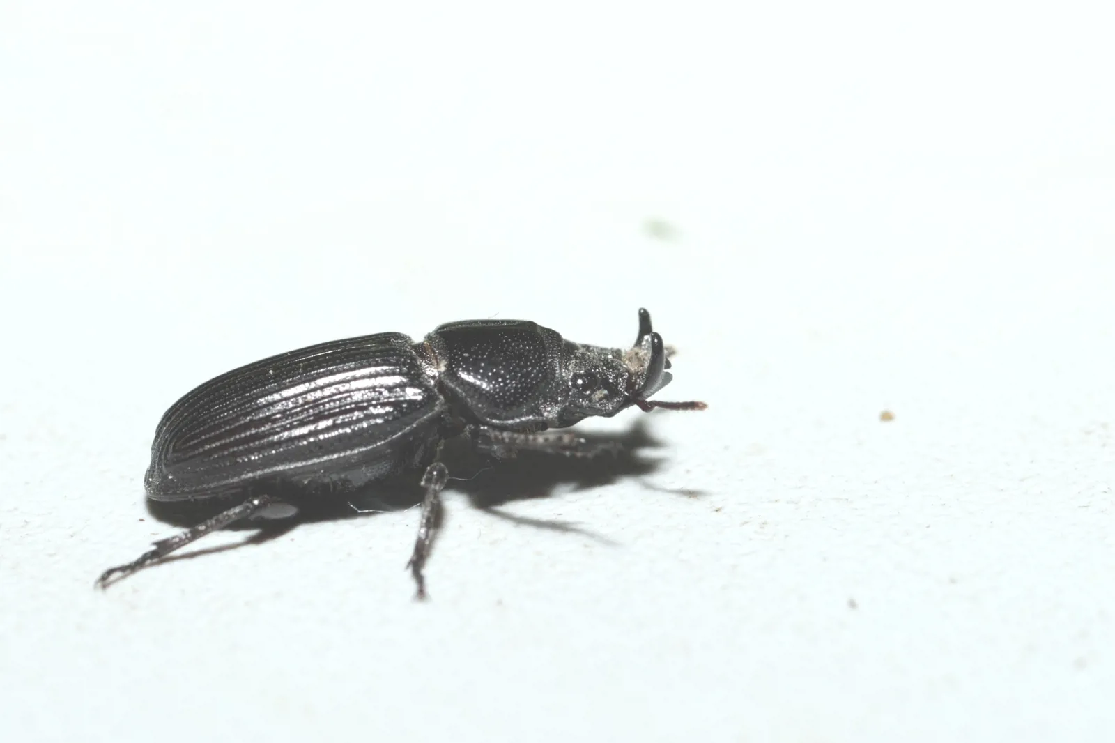 Nigidius acutangulus 成蟲。