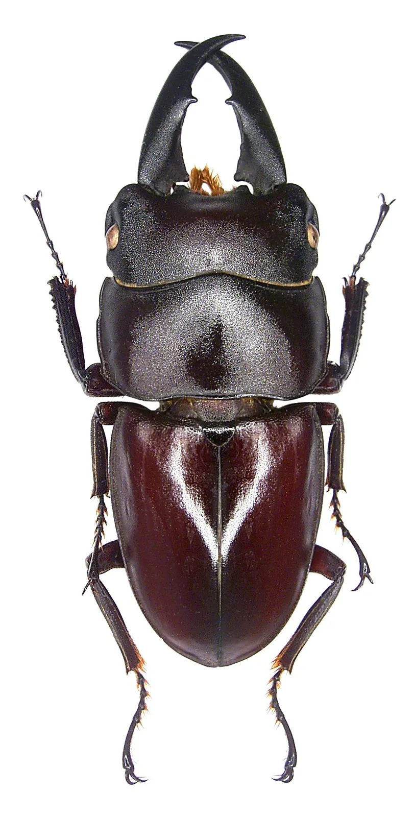 Dorcus ternatensis 雄蟲標本背面照。