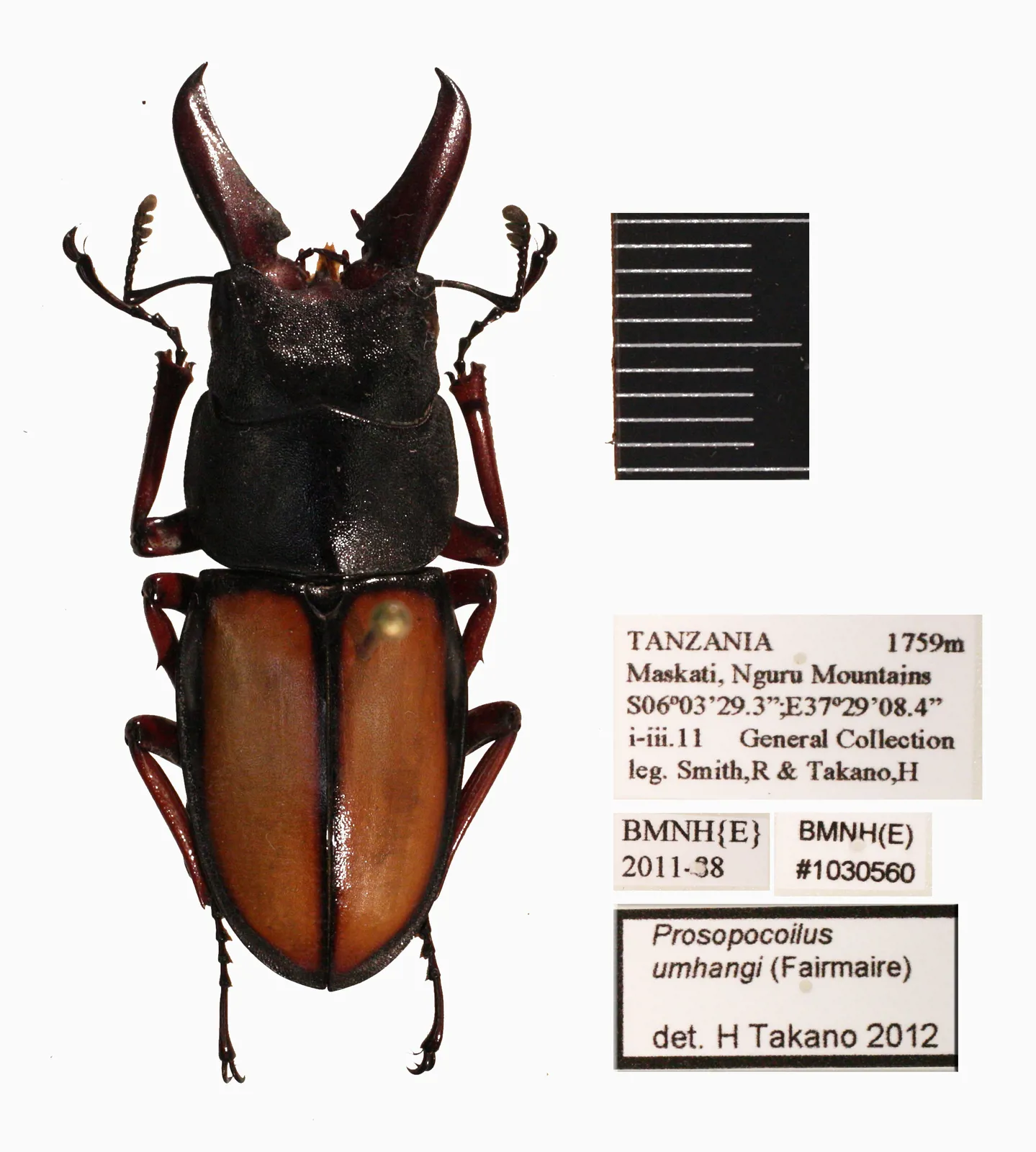 Prosopocoilus umhangi 雄蟲標本背面照。