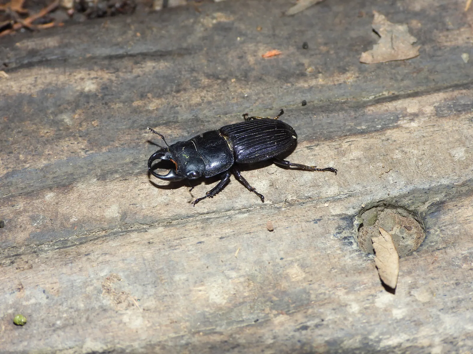 野外觀察到的 Aegus nakaneorum 雄蟲。