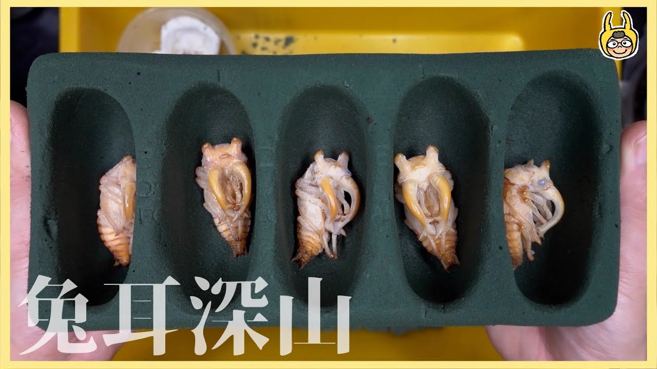 兔耳深山鍬形蟲