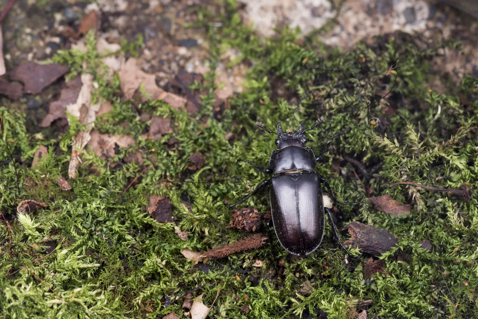 野外觀察到的 Prismognathus davidis cheni。