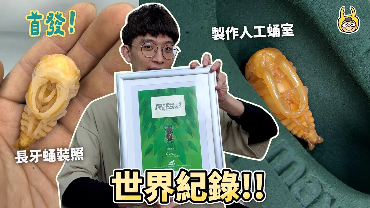 露瑪維奇鋸鍬形蟲