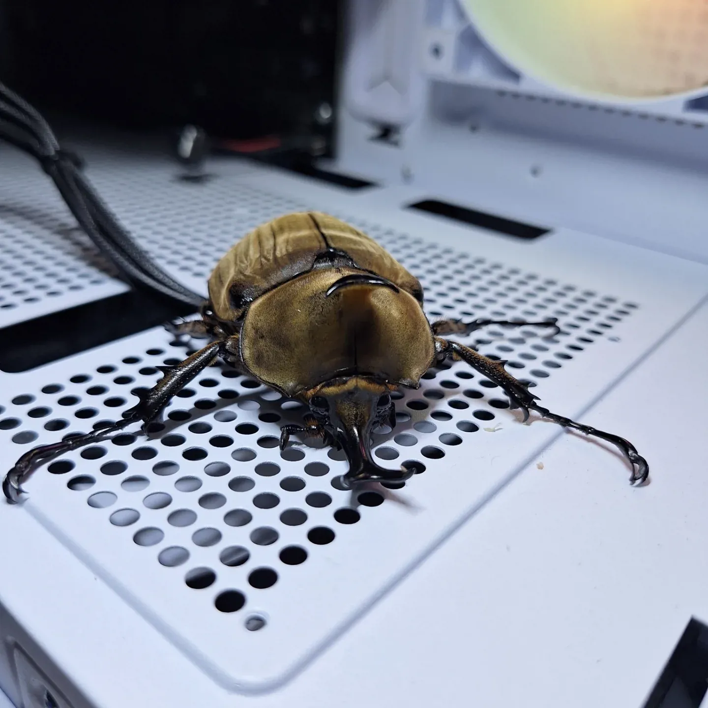 阿努比斯象兜蟲（Megasoma anubis）雄蟲正面