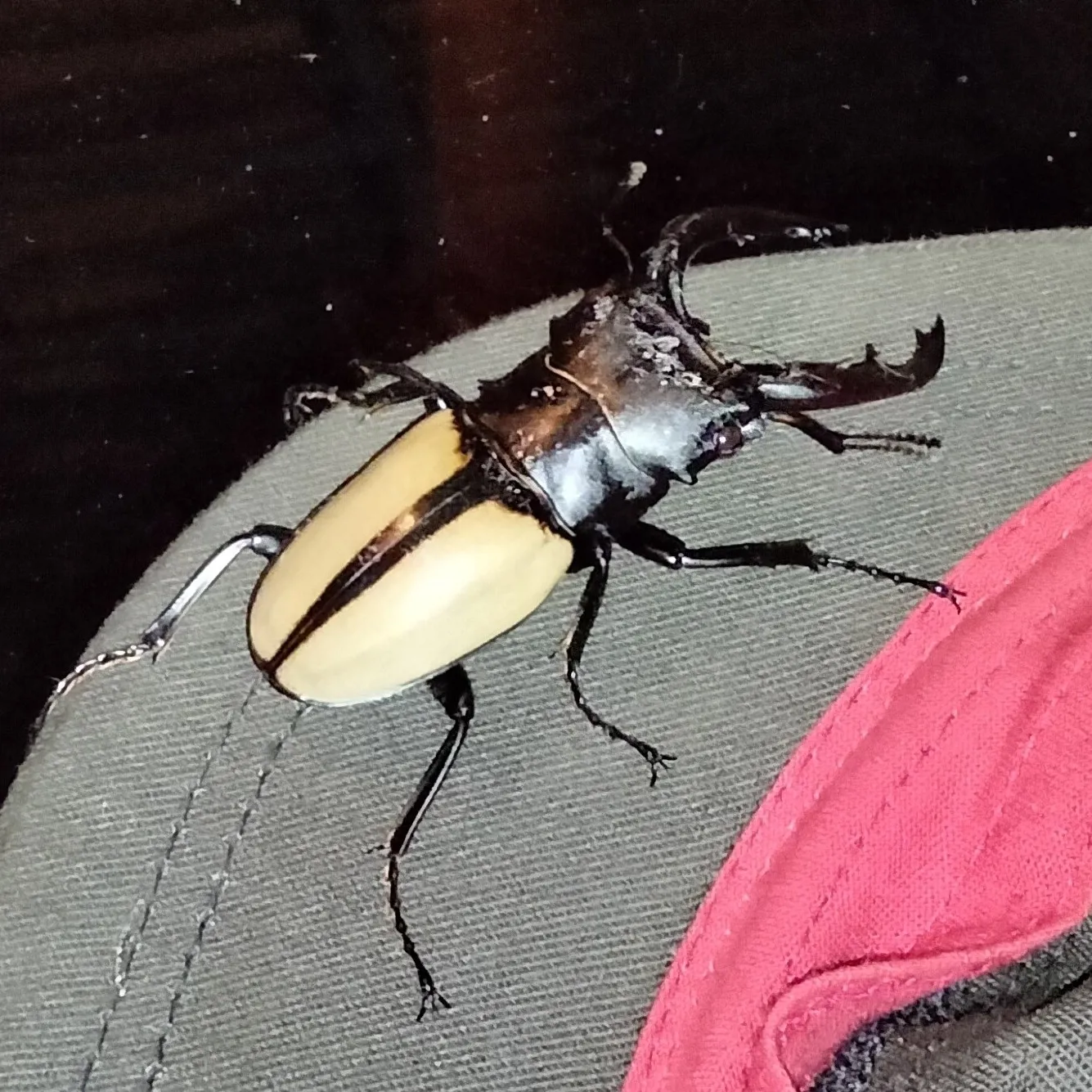 Odontolabis versicolor 成蟲的觀察照片。