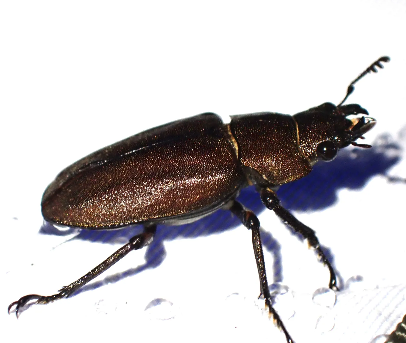 Cyclommatus kaupi 成蟲照。