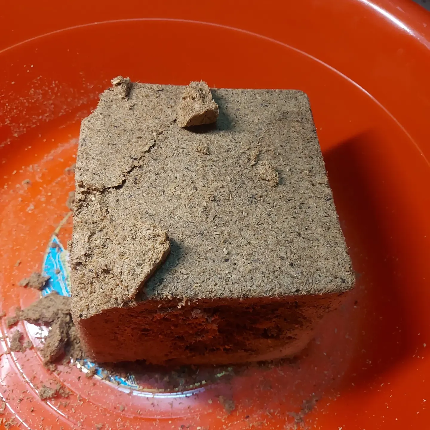 巴拉望投產紀錄：幼蟲集中於產木深處