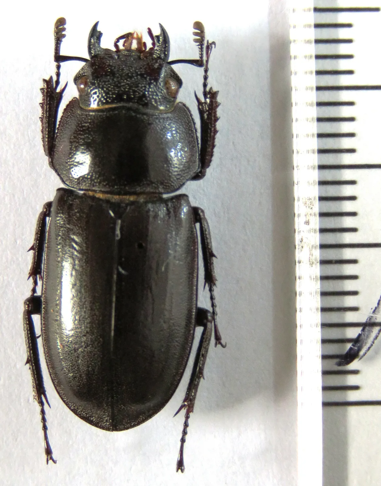 左側為 Rhaetulus recticornis 針插標本；右下另有其他標本局部。