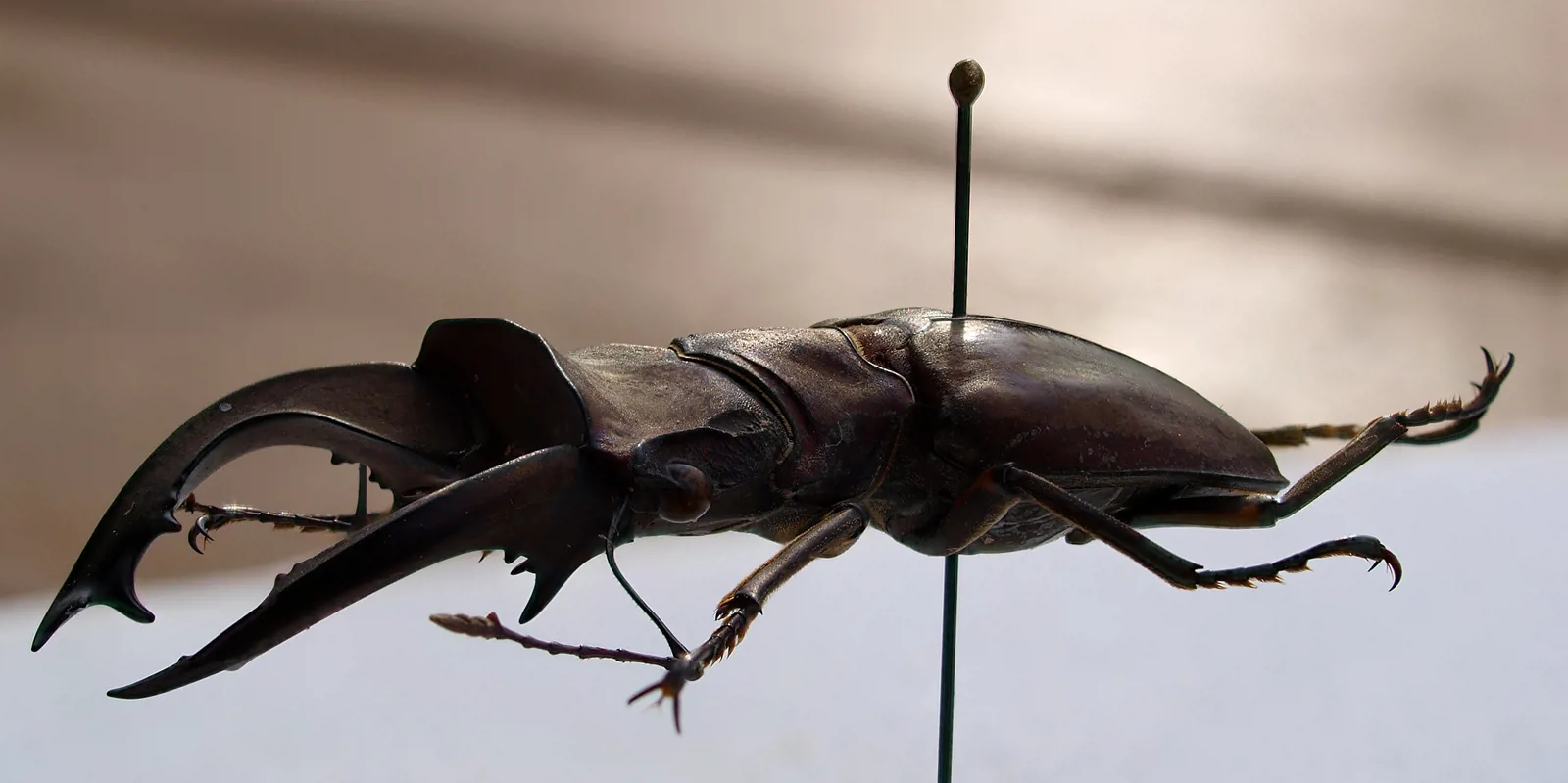Cyclommatus pulchellus 雄成蟲標本側面，可見大型彎曲大顎