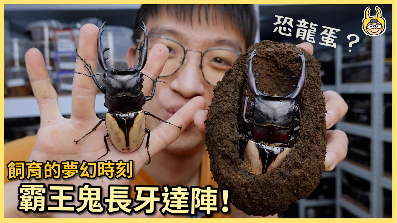 霸王鬼豔鍬形蟲