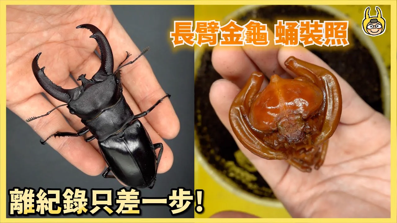 犀牛叉角鍬形蟲