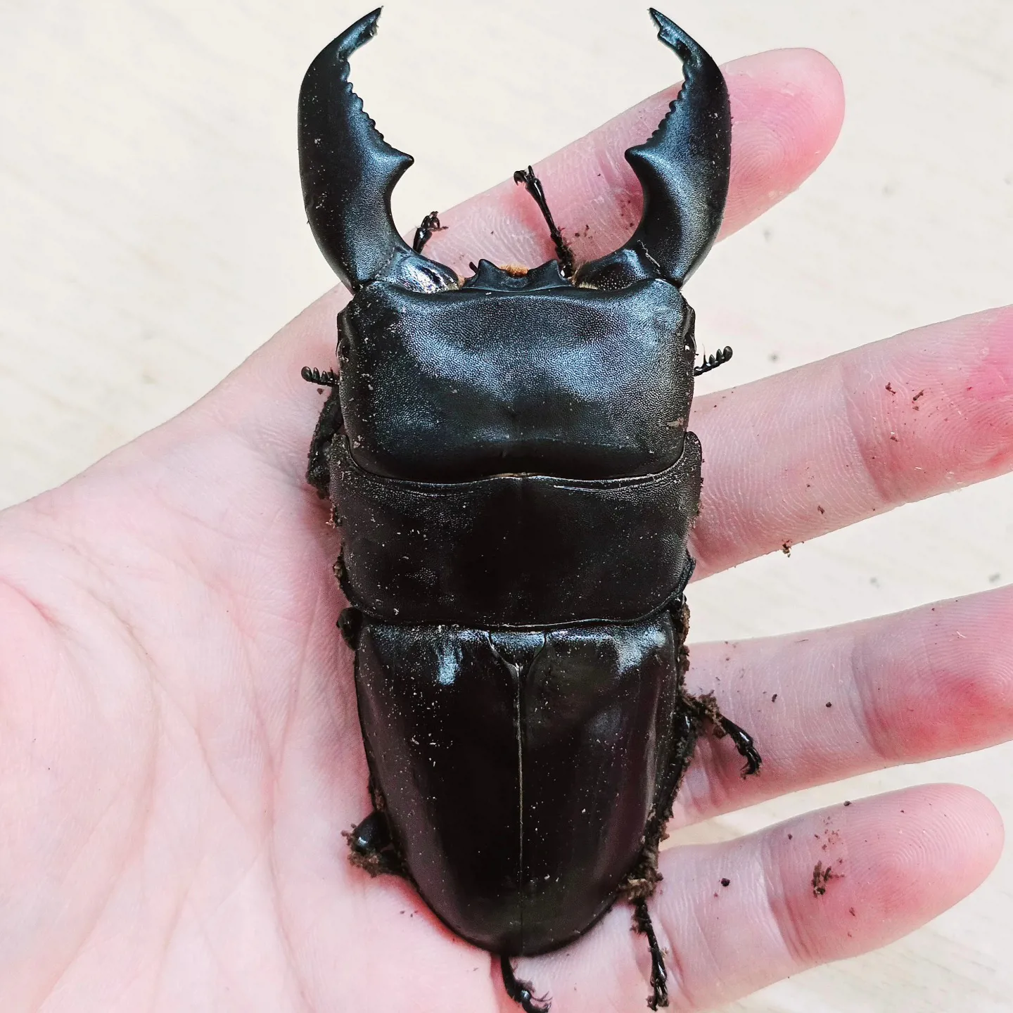 亞齊巨扁飼育紀錄：Kuni989 羽化 101 mm