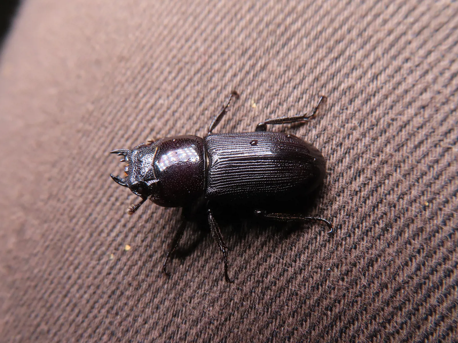 Dorcus striatipennis striatipennis 成蟲。
