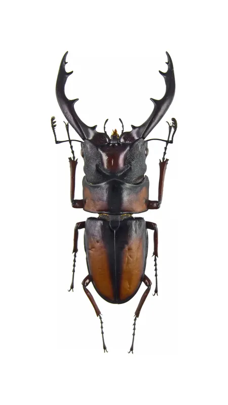 Prosopocoilus mirabilis 雄成蟲標本的背面