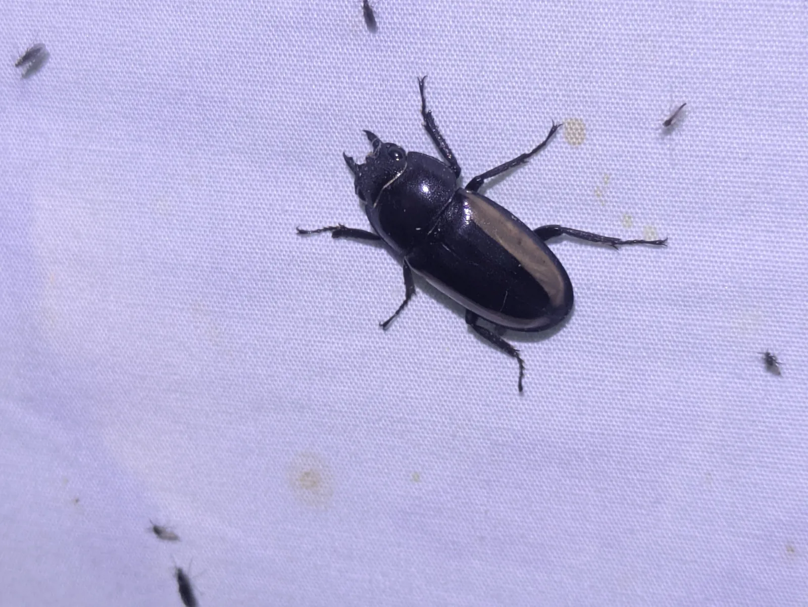 Prosopocoilus speciosus 成蟲背面照。