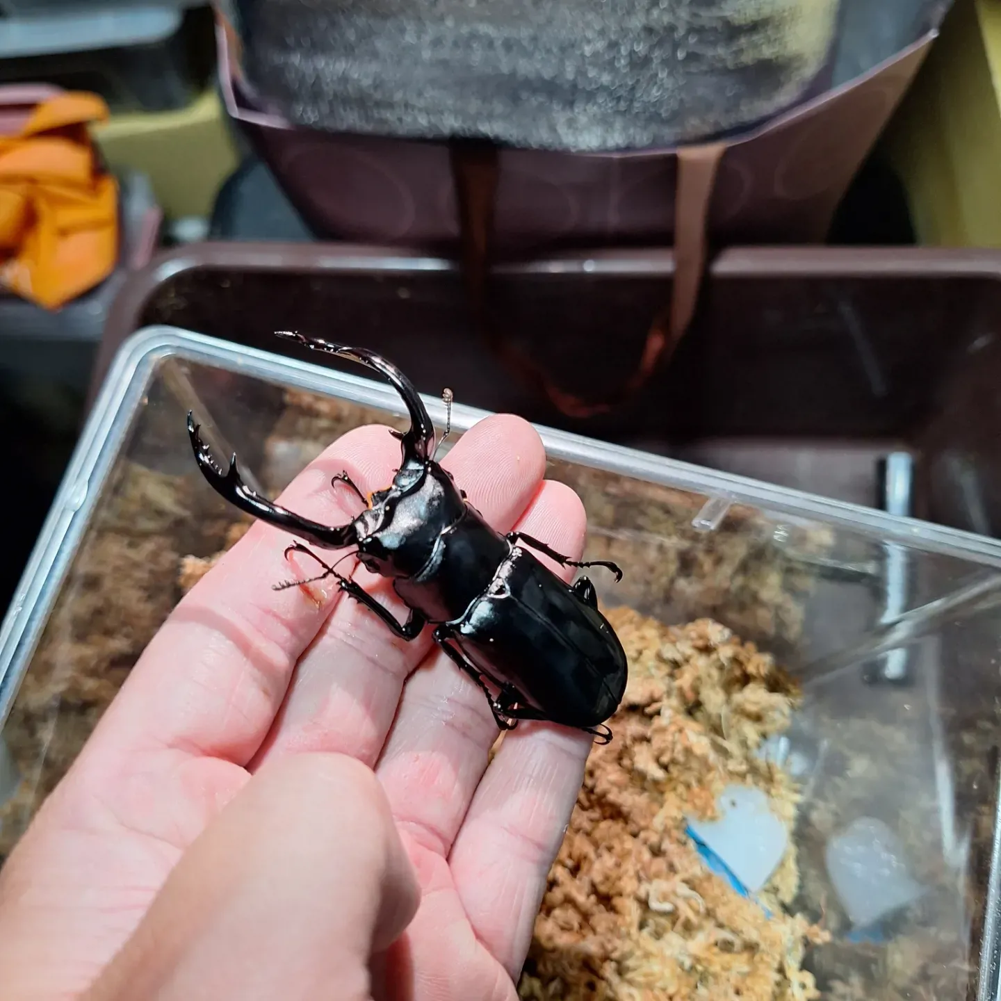 Rhaetus westwoodi westwoodi
