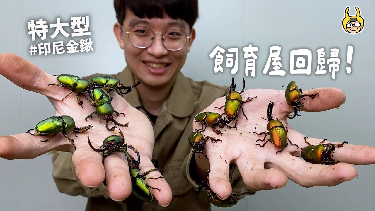 印尼金鍬形蟲