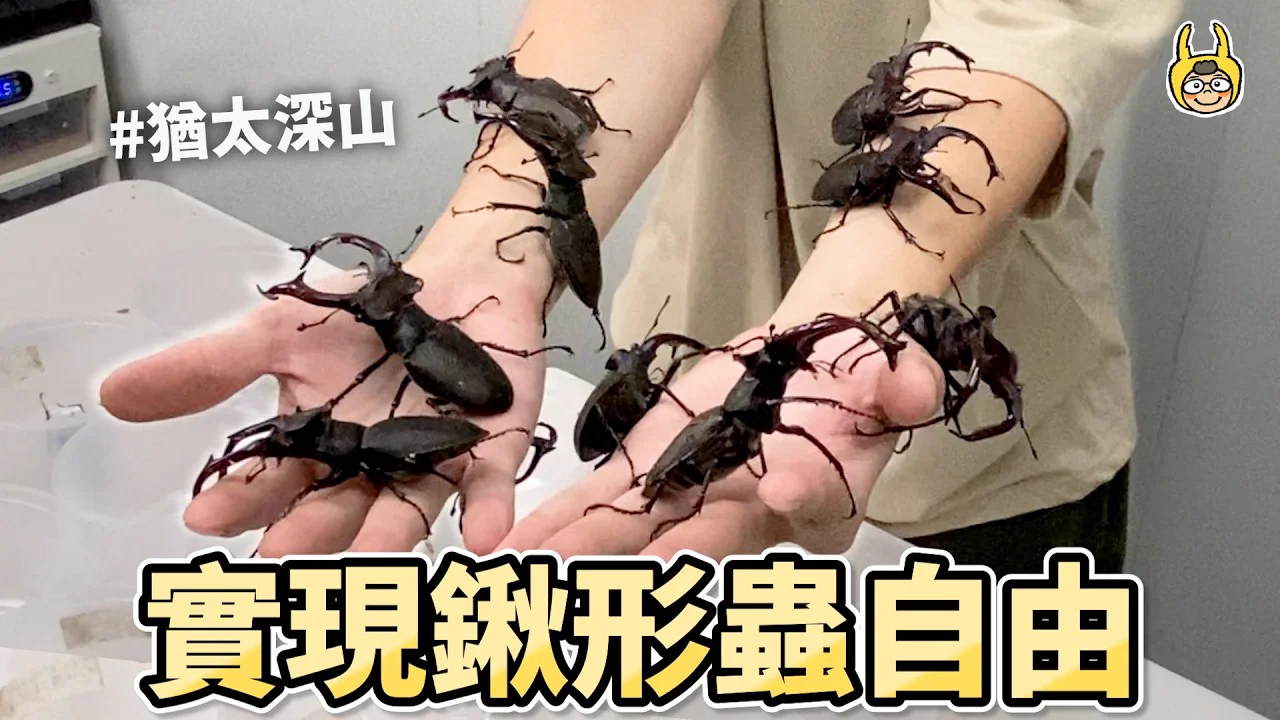 歐洲深山鍬形蟲