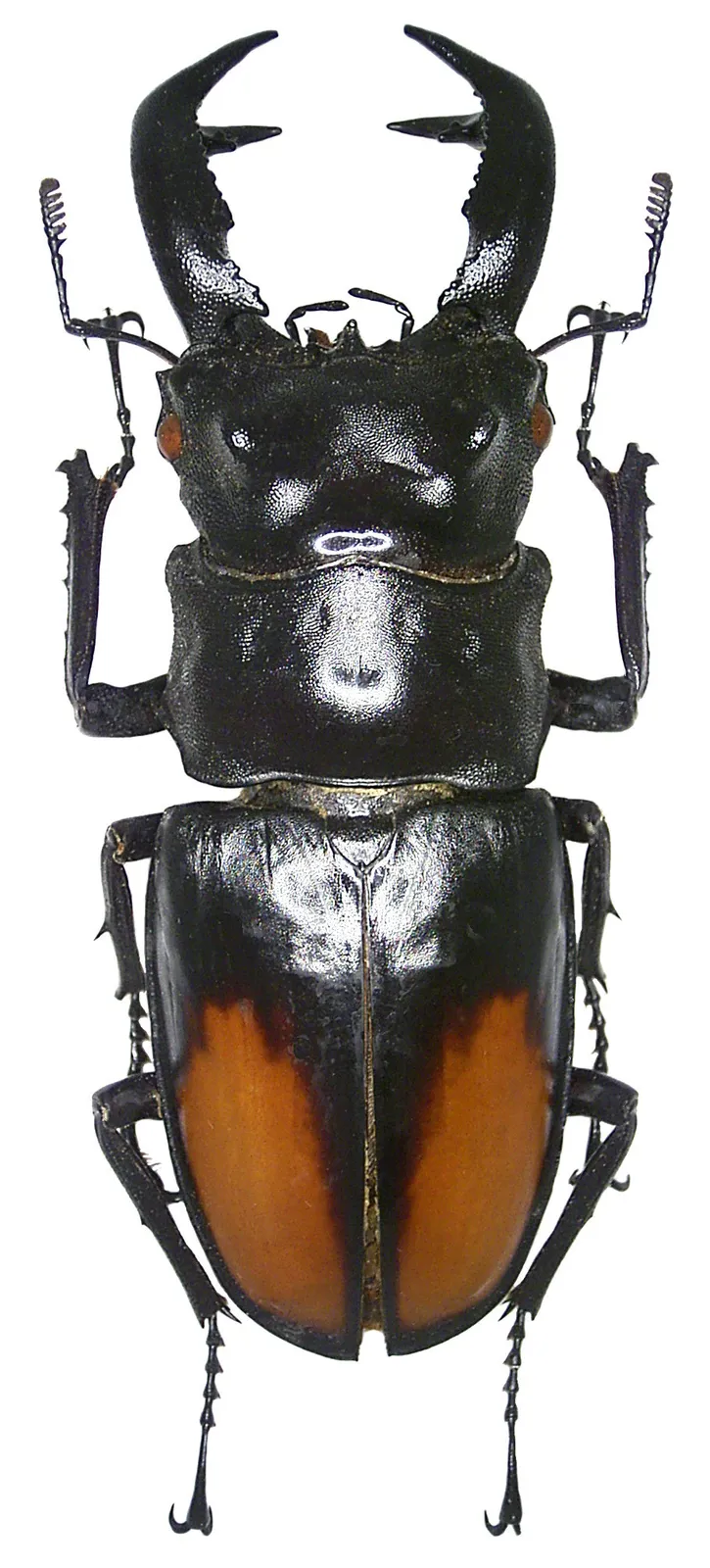 Hexarthrius parryi paradoxus 雄蟲標本背面照。