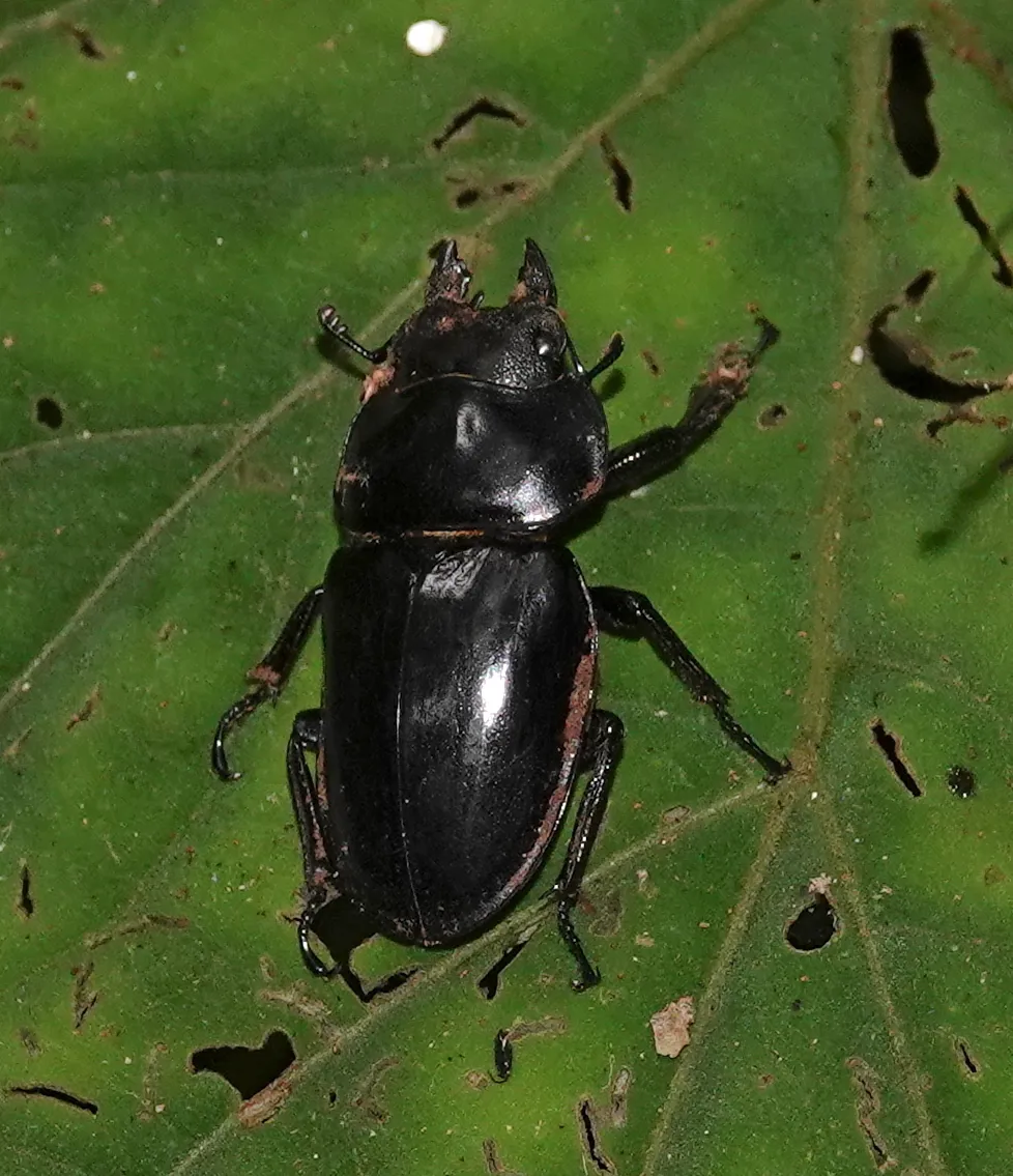 Neolucanus laticollis 成蟲。