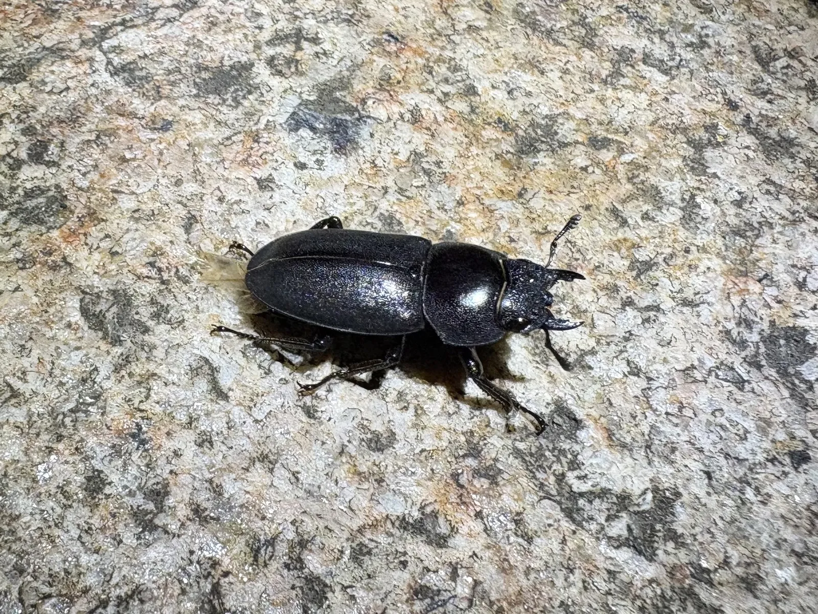 Dorcus rectus rectus 成蟲背面照。