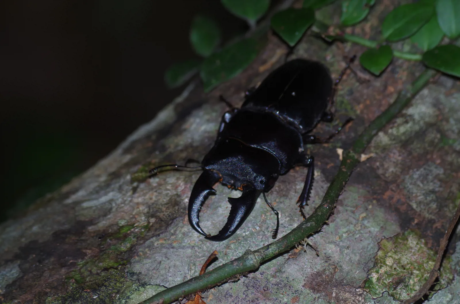 Serrognathus titanus okinawanus 雄成蟲。