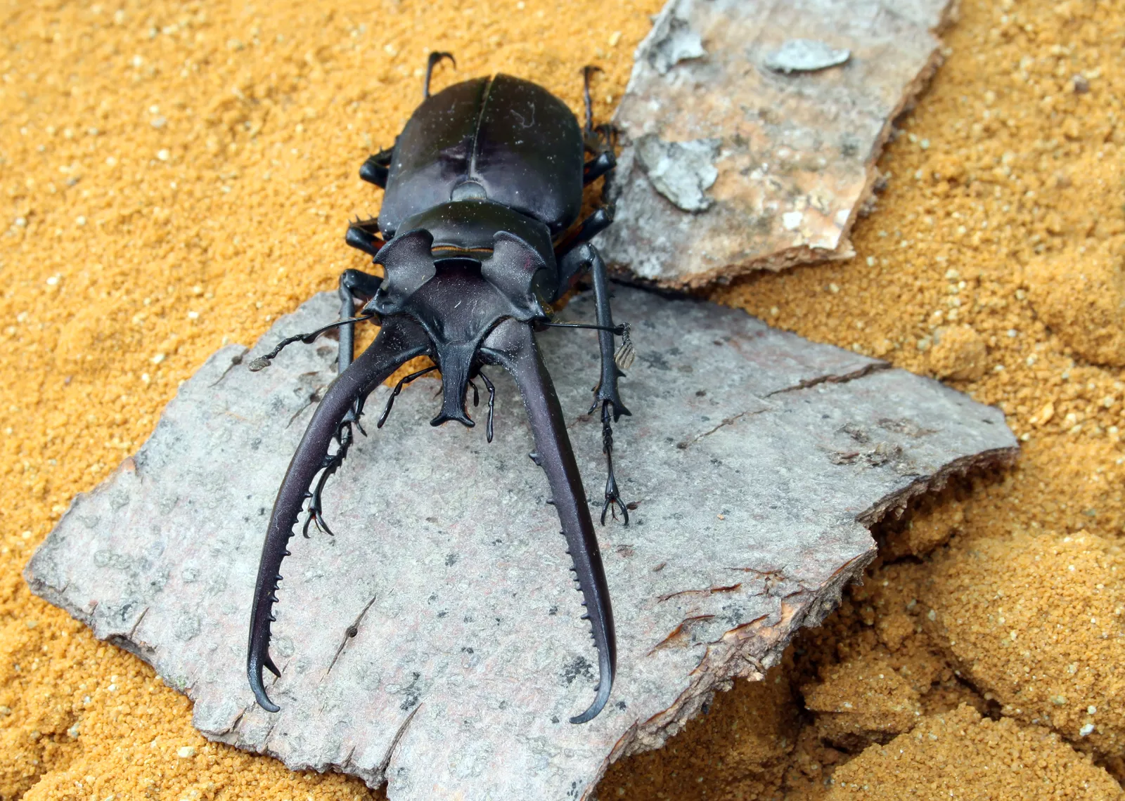 Lucanus hermani 雄蟲全身照。