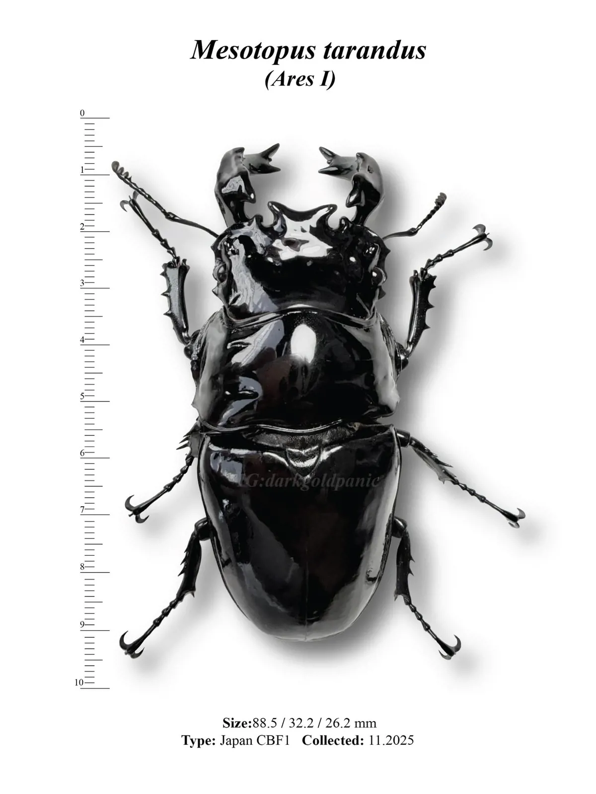 非洲大黑艷鍬形蟲（Mesotopus tarandus）雄蟲完整背面