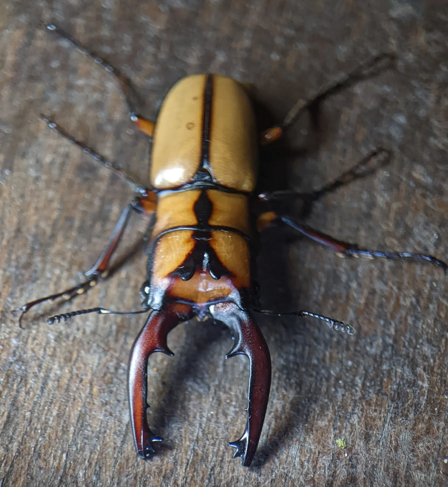 Prosopocoilus kannegieteri 成蟲背面照。