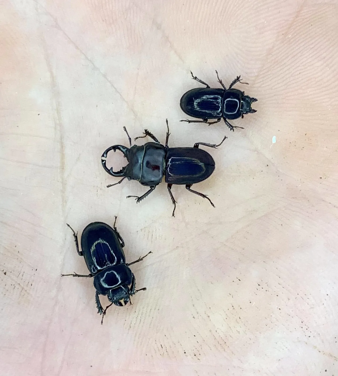 Onorelucanus aequatorianus