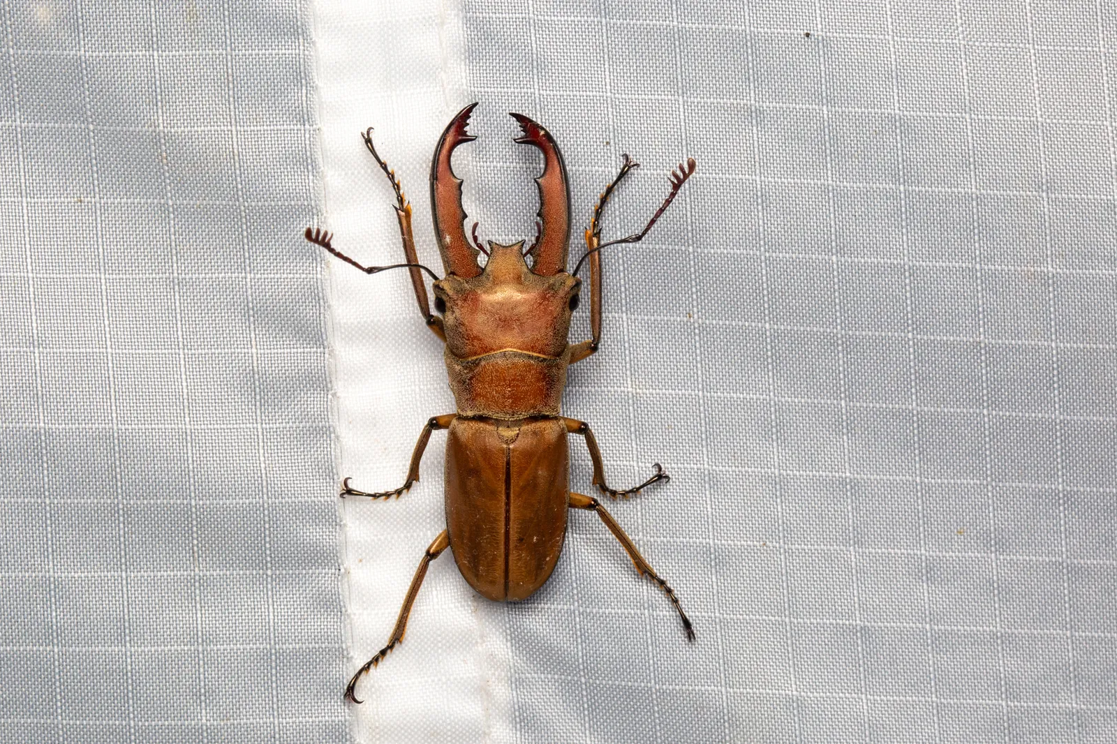 Cyclommatus lunifer 雄成蟲背面照。