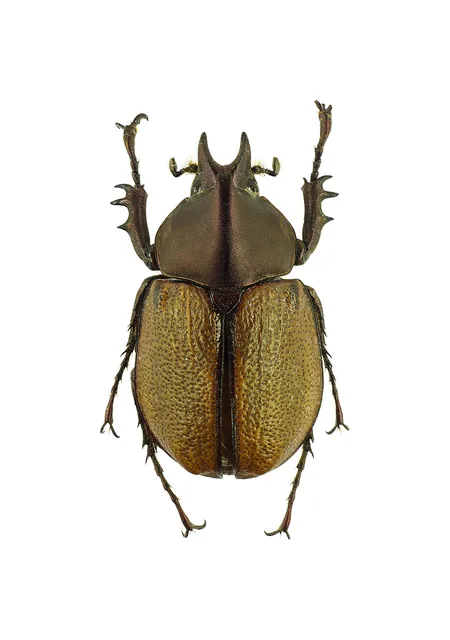 Agaocephala mannerheimi：館藏標本背面