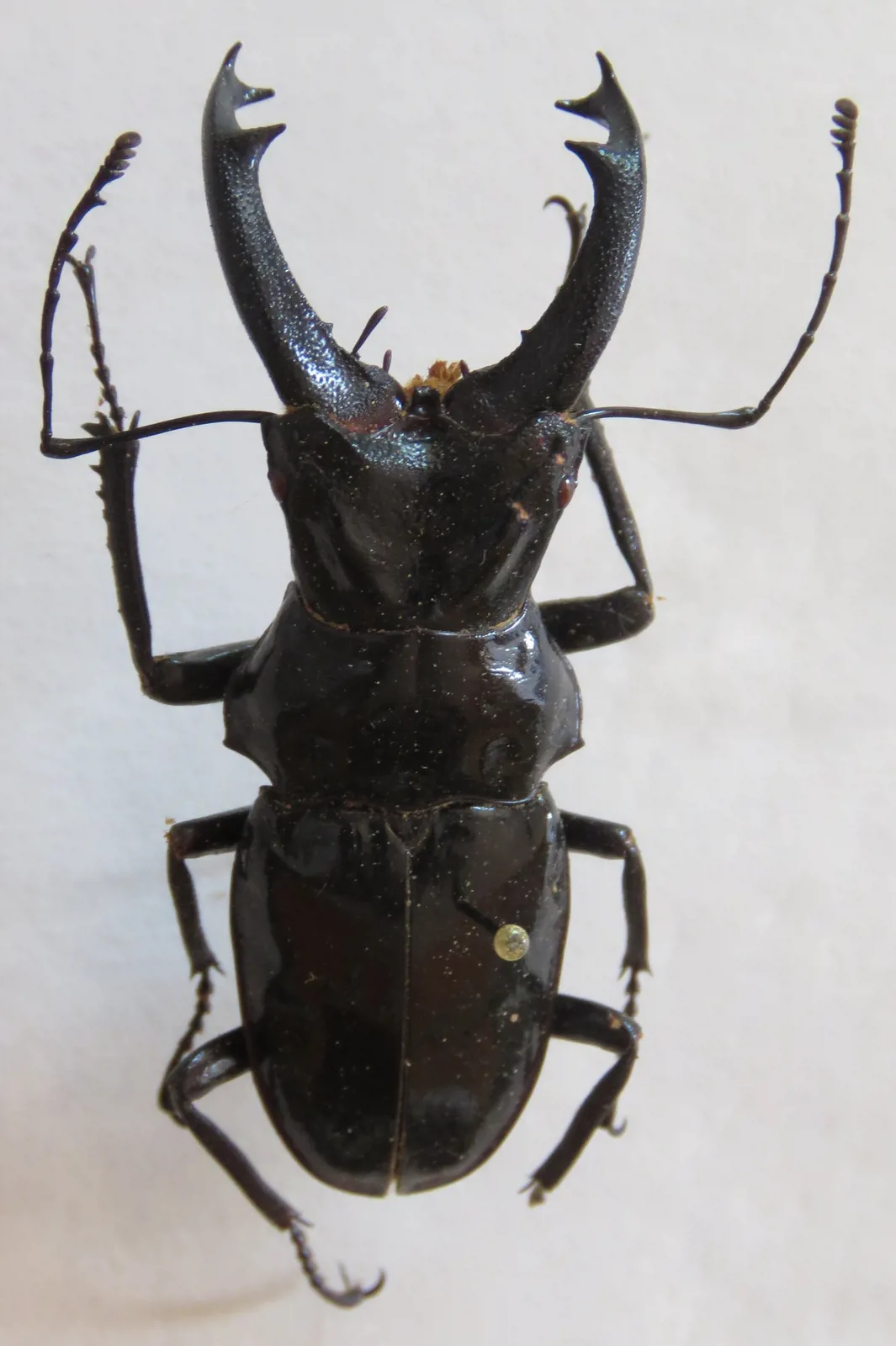 Cantharolethrus peruvianus：成蟲照片