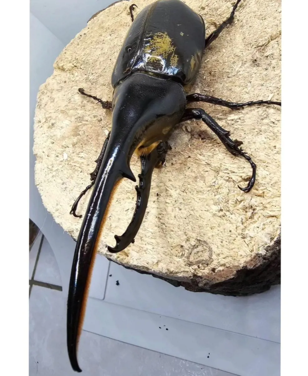 DHH 長戟大兜蟲飼育紀錄：150 mm 羽化