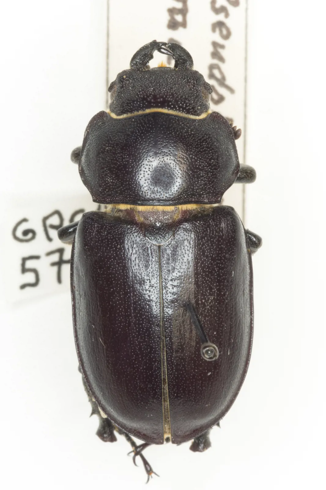 Lucanus mazama 成蟲標本照。