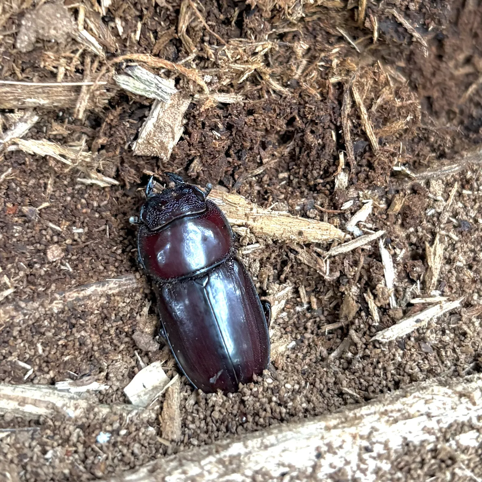 Serrognathus titanus daitoensis 成蟲的觀察照片。