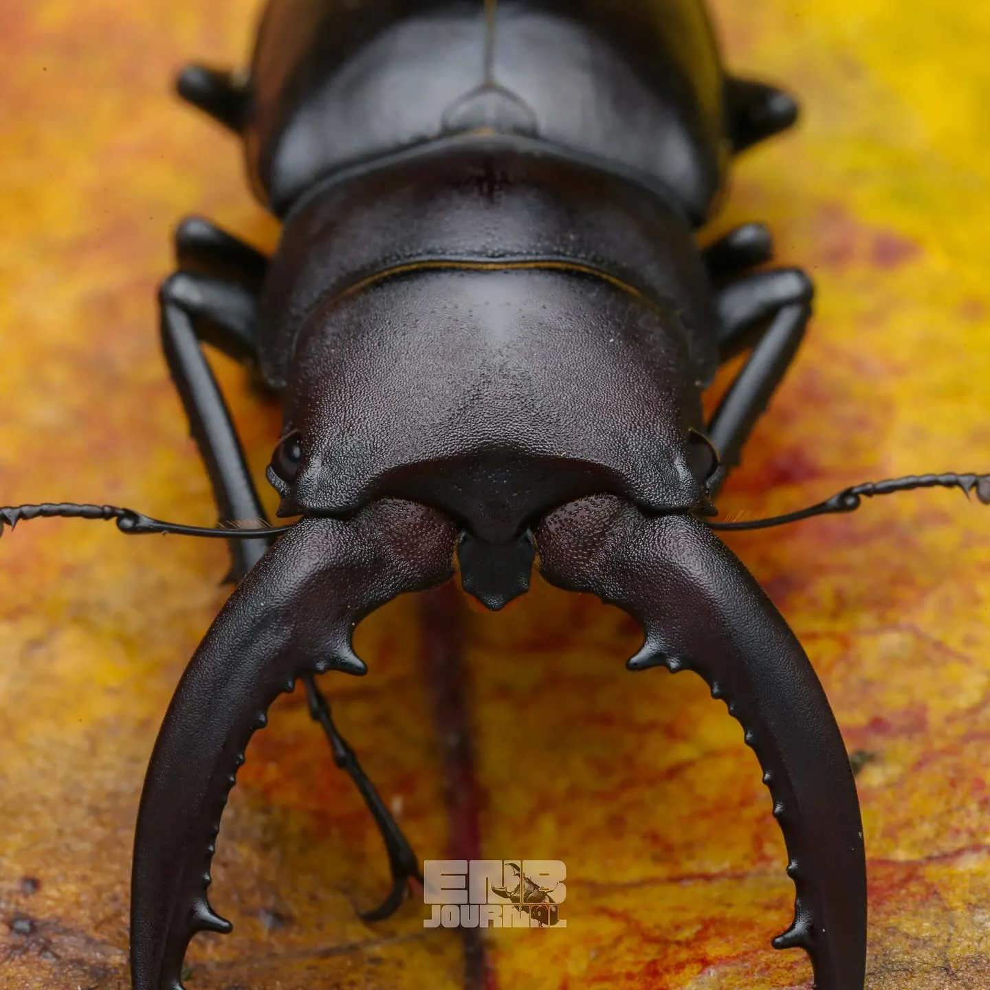 高砂鋸鍬形蟲（Prosopocoilus motschulskii）的照片